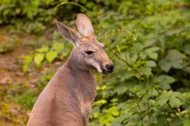 istock Portrait of an Australian medium sized kangaroo in selective focus 2182182530