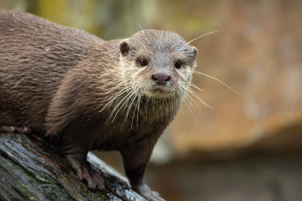 istock Asian small clawed otter Amblonyx cinerea, small clawed otter 2182182629