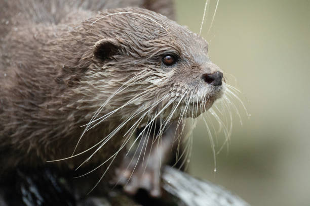 istock Asian small clawed otter Amblonyx cinerea, small clawed otter 2182182633