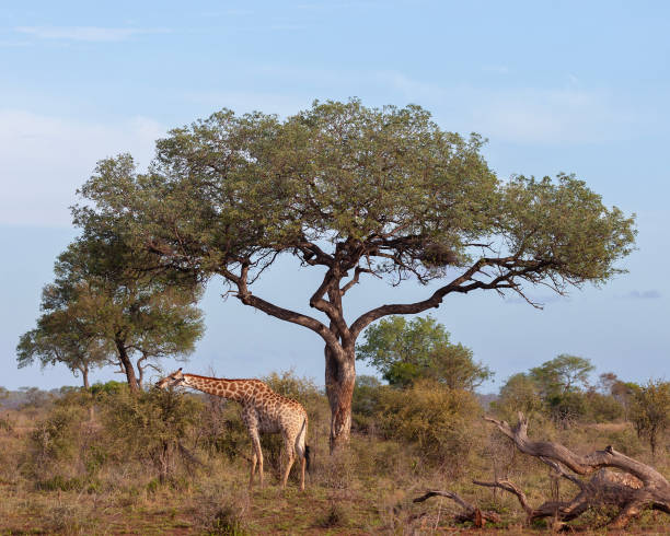 Southern Giraffe, Giraffa giraffa, or Giraffa camelopardalis browsing from a bush under a tree in Kruger National Park, South Africa. Camel taxonomy is under a lot of debate, this could be South African Giraffe, a subspecies of one Giraffe species, or it could be Cape Giraffe, a subspecies of Southern Giraffe.