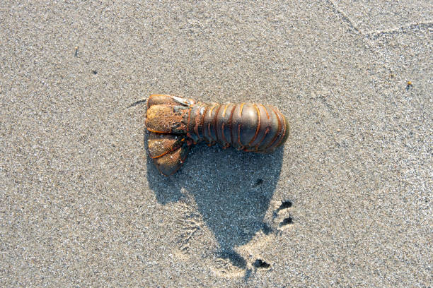 Baja California Mexico