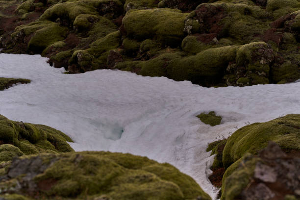 Snow is melting on a volcanic landscape, creating small streams of water that flow between the rocks covered by moss