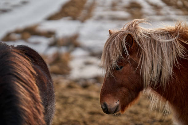 istock Icelandic horse standing on a meadow looking down 2182186536