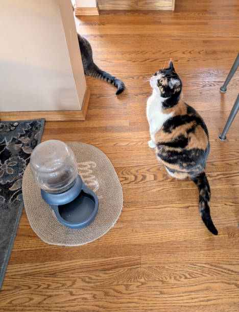 istock One Cat and a Tail in a Canadian Home 2182187909