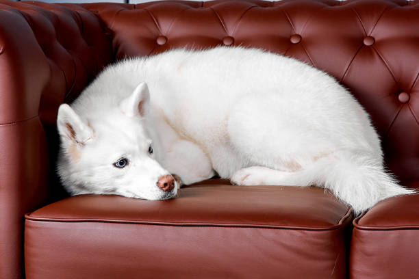 istock White Husky Lounging on Leather Armchair 2182193371
