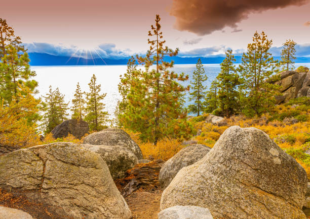 Sunlight Streaming Through Pine Trees at Logan Shoals Vista, Glenbrook, Nevada, USA