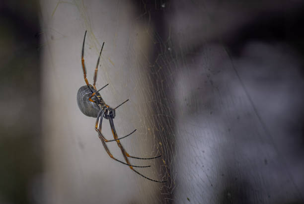 istock Pacific golden orb weaver spider 2182195696