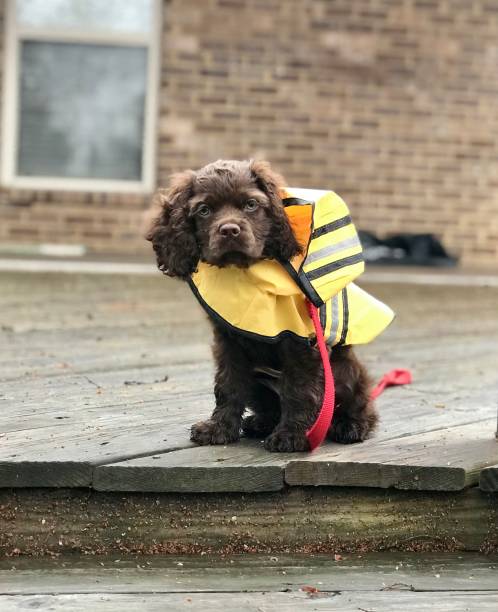 istock Brown Puppy in Raincoat 2182195731