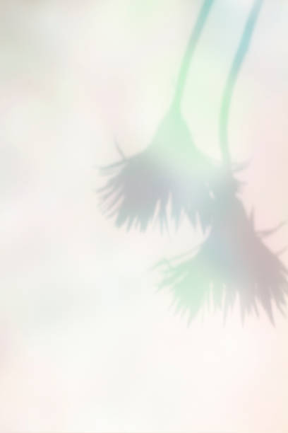 Colorful plant shadows and aurora-colored background
