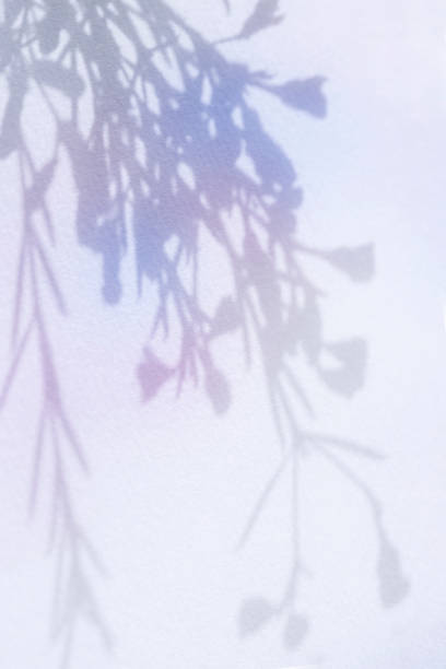 istock Colorful plant shadows and aurora-colored background 2182195773