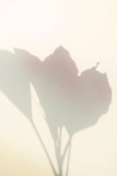 istock Colorful plant shadows and aurora-colored background 2182195774