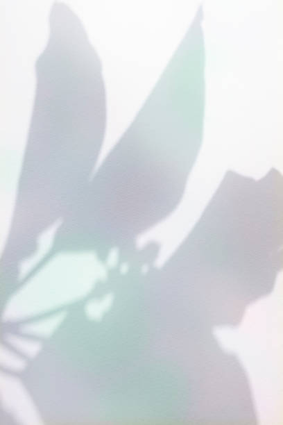 istock Colorful plant shadows and aurora-colored background 2182195779