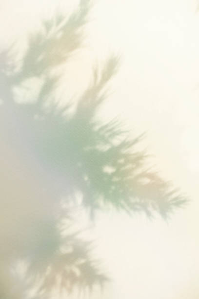 istock Colorful plant shadows and aurora-colored background 2182195788
