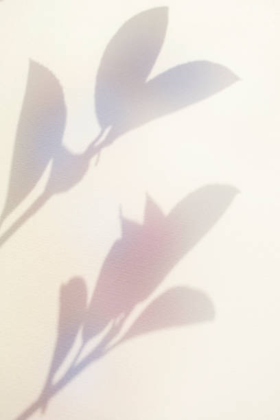 istock Colorful plant shadows and aurora-colored background 2182195795