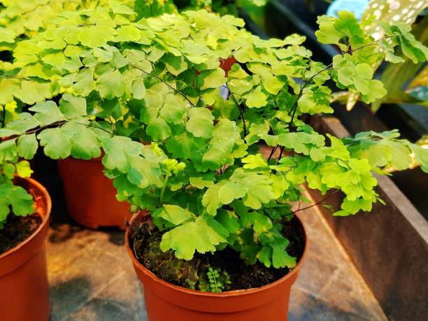 istock Adiantum raddianum 2182198806
