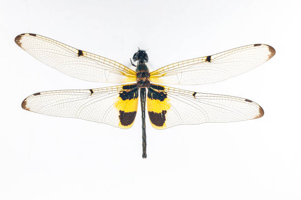 istock Structural characteristics and components of dragonflies in Thailand. 2182202074