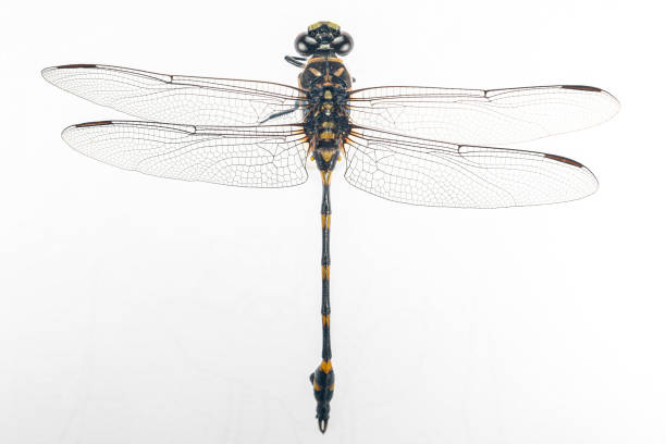 istock Structural characteristics and components of dragonflies in Thailand. 2182202167