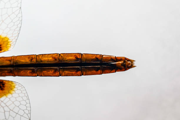 Structural characteristics and components of dragonflies in Thailand.