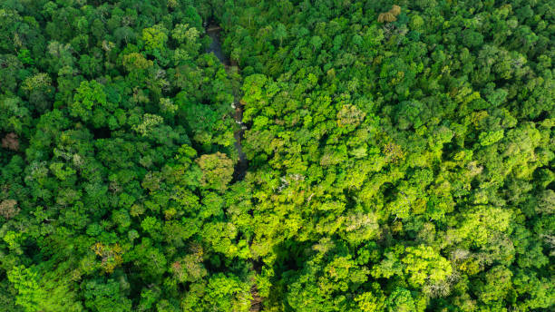 istock aerial view of mixed forest, green deciduous trees with mist clouds. The rich natural ecosystem of the rainforest concept is about conservation and natural reforestation 2182207783