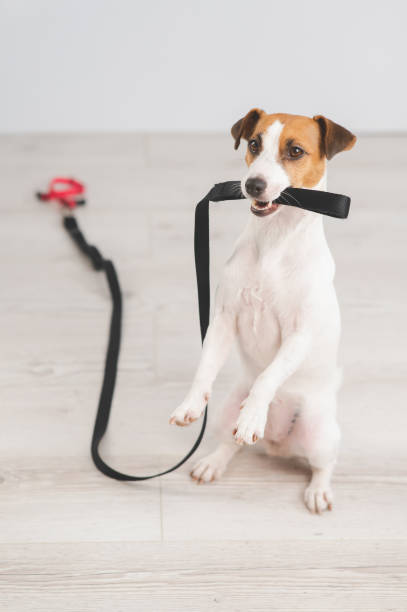 istock Jack Russell dog holding a leash and calling for a walk. Vertical photo. 2182209458