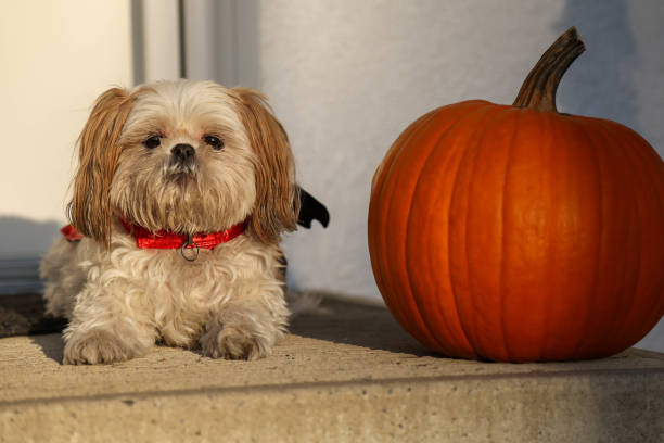 Dogs at Halloween; Calgary, AB; October 2024