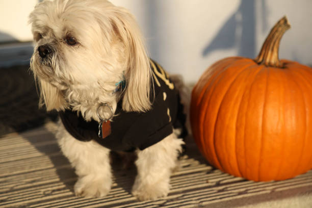 Dogs at Halloween; Calgary, AB; October 2024