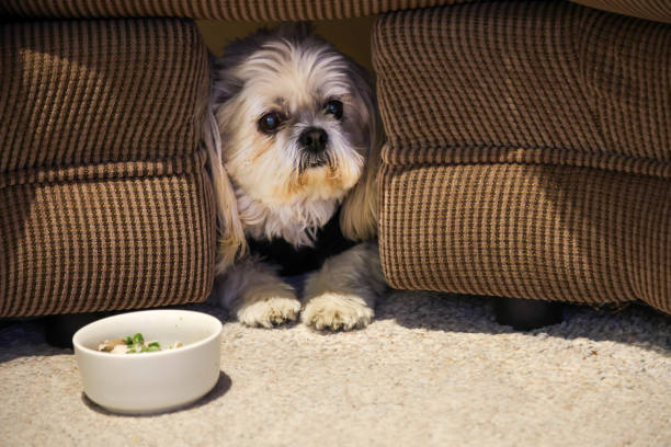istock Dogs at Halloween 2182210722