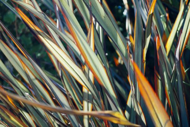 istock New Zealand Flax (Phormium) Leaves 2182212144