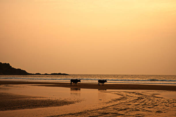 istock Sunset Escape at Gokarna Beach 2182212364