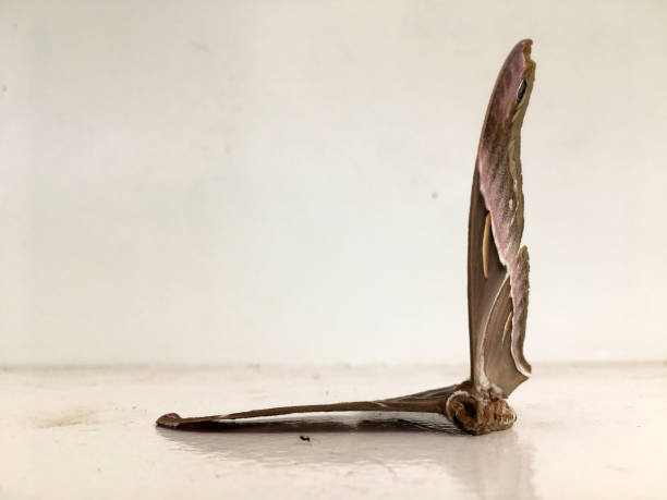 dead butterfly lies on a table, isolated against a white background.
