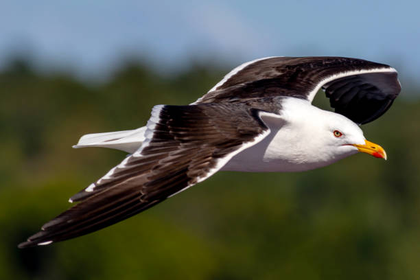 istock side view of lesser black-backed gull in flight 2182213289