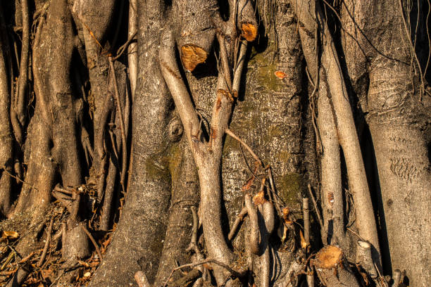 Beautiful Ficus Elastica tree in Brazil. Colorful leaves of tree on the warm sunny day. It is a large tree in the banyan group of figs. The strong and irregular trunk. It has broad shiny oval leaves