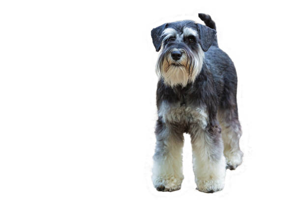 The Miniature Schnauzer is a breed of small Schnauzer-type dogs.