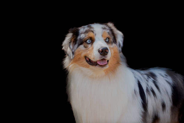 istock A border Collie dog poses on a black background 2182213327