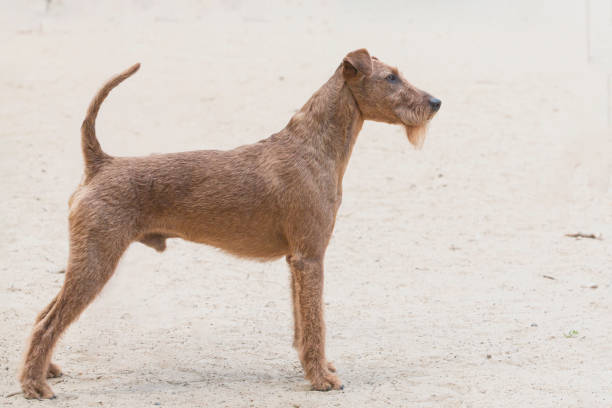 The Irish Terrier (Irish: Brocaire Rua) is a dog breed from Ireland, one of many breeds of terrier.