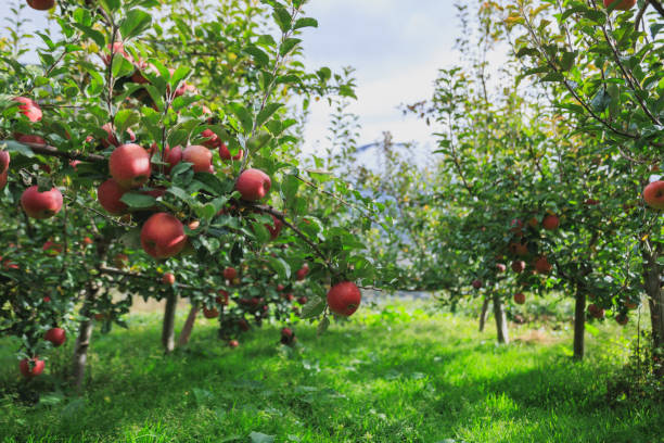 istock Red apples grow on tree in sunshine 2182213798
