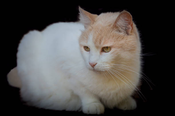 The Turkish Van (pronounced Von) is a naturally occurring breed of domestic cat that originated in the Lake Van area of modern-day Turkey, part of Armenian Highlands