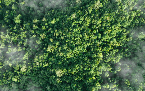 Aerial top view of green trees in forest. Green tree nature background for carbon neutrality and net zero emissions concept. Drone view of green tree captures CO2 to Sustainable green environment. stock photo