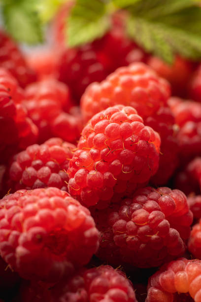 Ripe red raspberries on a plate. Lots of ripe red raspberries in sunlight, freshly picked from the garden. Moscow, Russia.