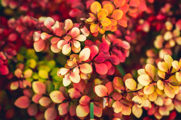 Barberry bush in the garden. Selective focus. Shallow depth of field. Shot from above.