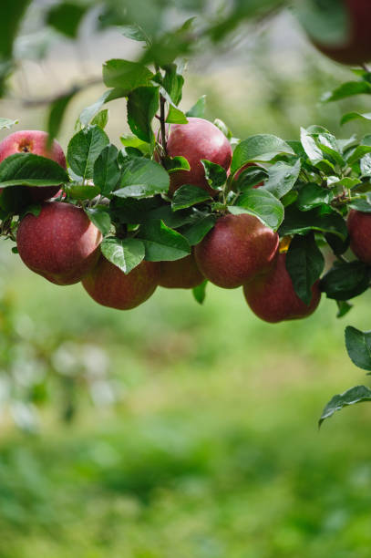 istock Red apples grow on tree in garden 2182216148