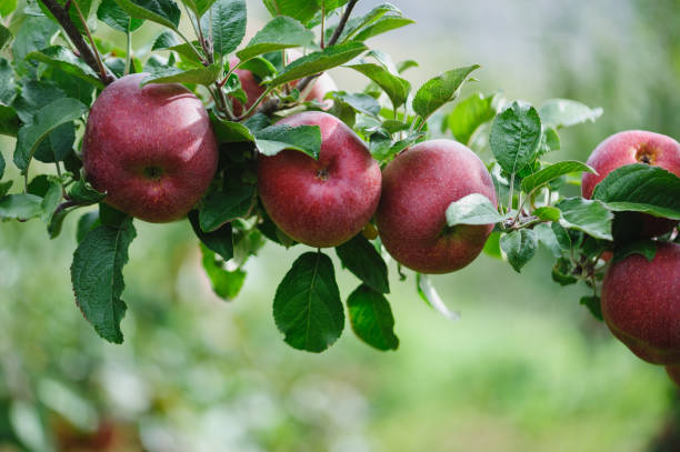 istock Red apples grow on tree in garden 2182216518