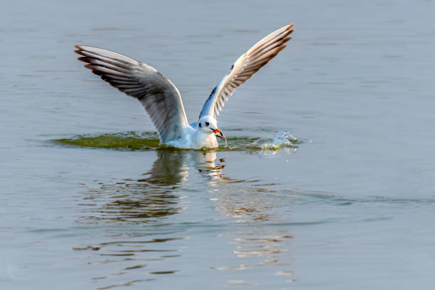 Detail of European Herring Gull Seagull by Sea