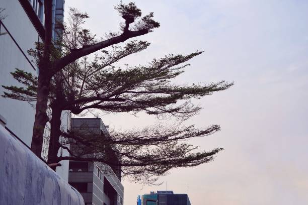 Beautiful tree view in the city on dusk
