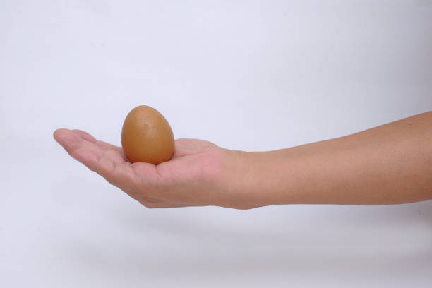 Isolated shot of a hand holding a chicken egg