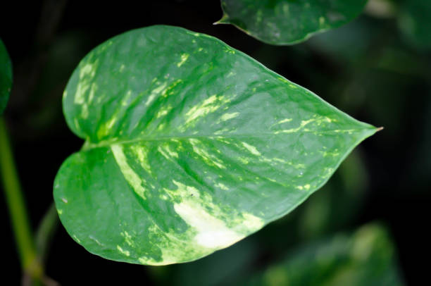 Devils Ivy, Golden Pothos or Hunters Robe or Epipremnum aureum or Araceae plant or bicolor plant