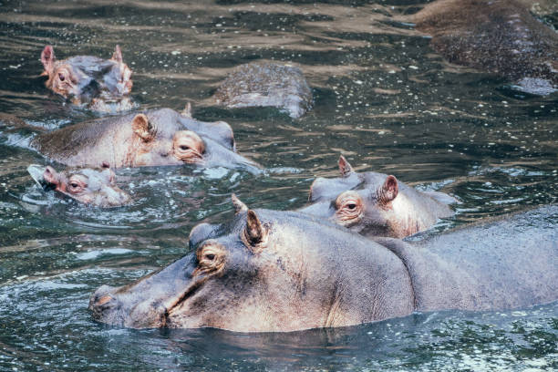 istock Hippos swim gracefully, Masai Mara Reserve, Kenya 2182219839