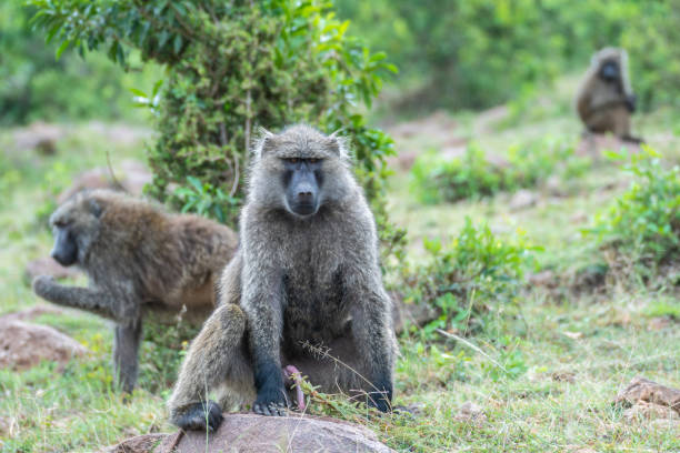 istock A baboon sits on a rock in the grass, Masai Mara Reserve, Kenya 2182220827