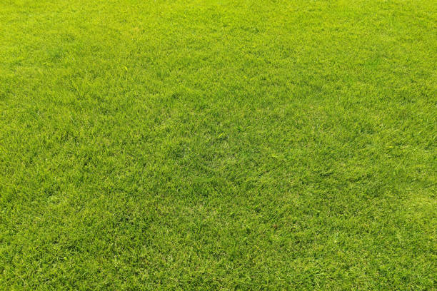 istock Green grass texture. Green lawn. 2182222530
