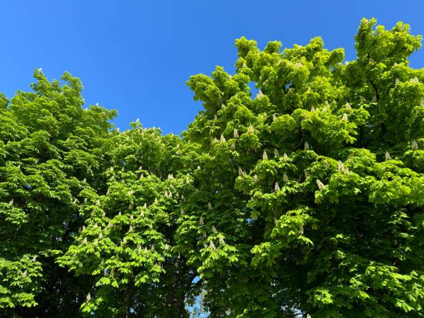 istock Horse Chesntnut trees in spring park. 2182222549